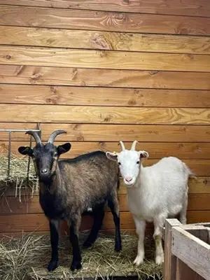 Animaux dans la maison d'hôtes ou à proximité