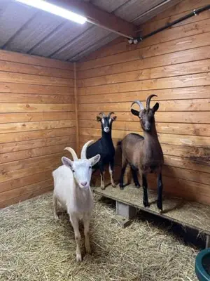 Animaux dans la maison d'hôtes ou à proximité