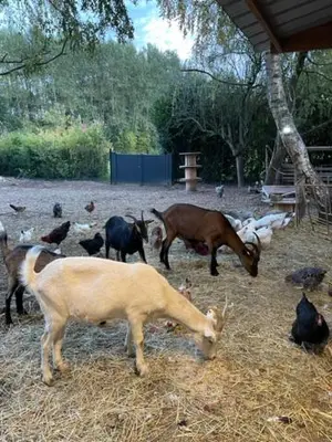 Animaux dans la maison d'hôtes ou à proximité