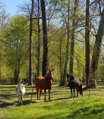 Animaux dans le B&B/chambre d'hôtes ou à proximité