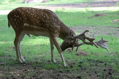 Animaux dans la maison de vacances ou à proximité