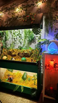 Plan de l'établissement Jurassic Lodge, le repaire des dinosaures