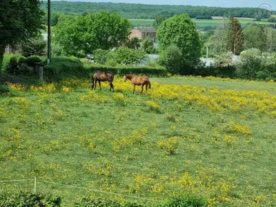 Animaux dans la maison de vacances ou à proximité