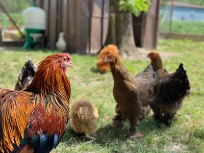 Animaux dans la maison de vacances ou à proximité