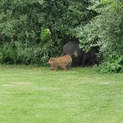 Animaux dans l'appart'hôtel ou à proximité