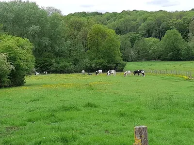 Animaux dans le camping ou à proximité