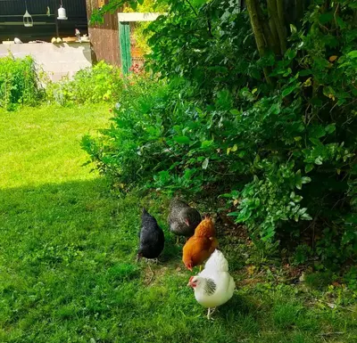 Animaux dans l'appartement ou à proximité