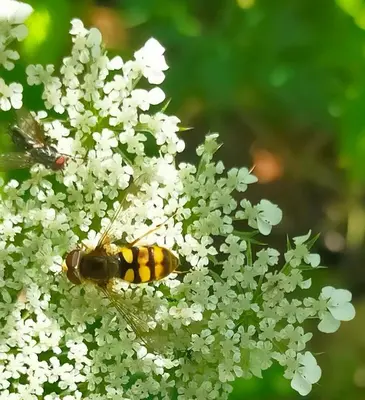 Animaux dans l'appartement ou à proximité