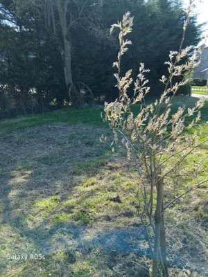 Jardin de l'établissement Charmante maison avec cheminée, grand jardin et boxe chevaux