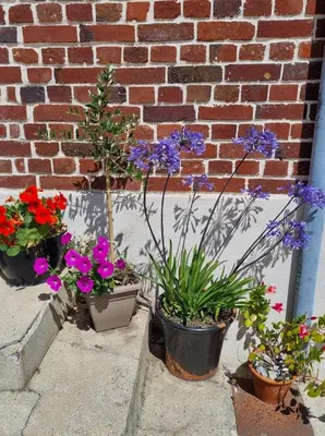Jardin de l'établissement Logement entier indépendant- 2 à 4 pers - Parking clos - Terrasse