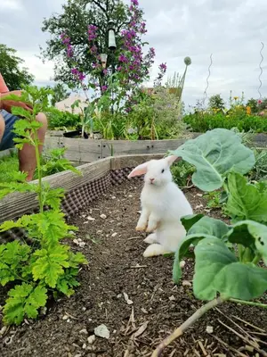 Jardin de l'établissement 