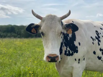 Animaux dans le B&B/chambre d'hôtes ou à proximité