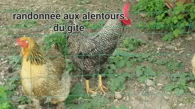 Animaux dans l'appartement ou à proximité