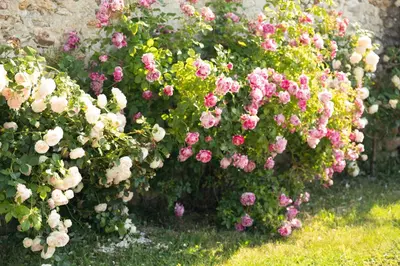 Jardin de l'établissement Gite L'orchidée