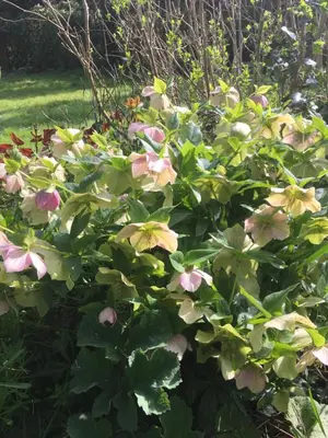 Jardin de l'établissement Le Gîte d'Ouilly