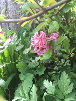 Jardin de l'établissement Le Gîte d'Ouilly